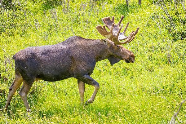 Colorado-Cameron Pass Bull moose in meadow